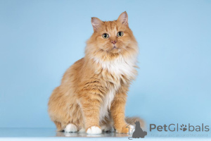 Foto №2 zu Ankündigung № 161752 zu verkaufen  - einkaufen Russische Föderation aus dem tierheim