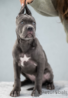 Foto №2 zu Ankündigung № 163289 zu verkaufen cane corso italiano - einkaufen Ukraine vom kindergarten, züchter