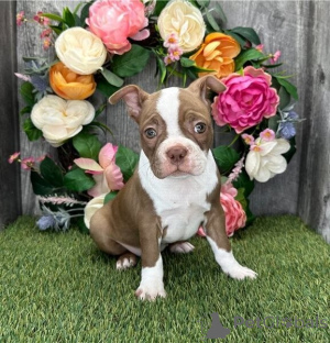 Foto №1. boston terrier - zum Verkauf in der Stadt Baumholder | verhandelt | Ankündigung № 162209