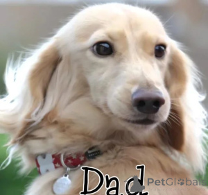 Foto №4. Ich werde verkaufen  in der Stadt Alabama.  - preis - 339€