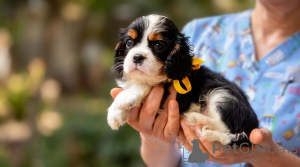 Foto №3. Cavalier King Charles Spaniel Welpen der Spitzenklasse. Serbien