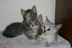 Foto №1. toyger - zum Verkauf in der Stadt Köln | 750€ | Ankündigung № 160454