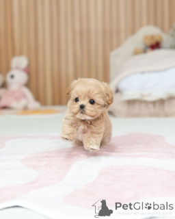 Foto №3. Flauschige Maltipoo-Babys suchen ein liebevolles Zuhause. Deutschland