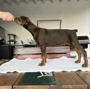 Foto №3. Dobermann-Welpen zu verkaufen. Serbien