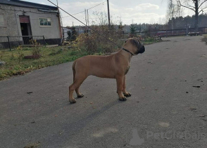 Foto №1. bullmastiff - zum Verkauf in der Stadt Москва | 1141€ | Ankündigung № 15278