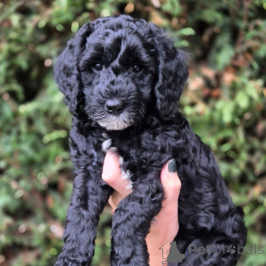 Foto №3. Entzückende Kinder-Doodle sucht ein Foyer-Ziel!. Frankreich