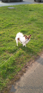 Foto №4. Ich werde verkaufen papillon in der Stadt Minsk. quotient 	ankündigung - preis - 632€