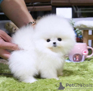 Foto №3. Reinrassige Pomeranian-Welpen zu verkaufen. USA