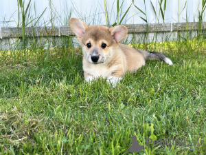 Zusätzliche Fotos: Pembroke Welsh Corgi Welpen