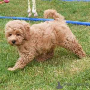 Foto №2 zu Ankündigung № 172794 zu verkaufen golden retriever - einkaufen Deutschland quotient 	ankündigung