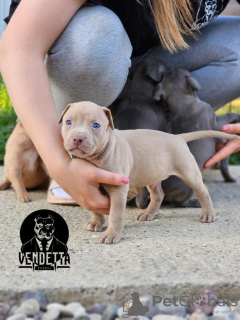 Zusätzliche Fotos: Amerikanische Pitbullterrier-Welpen