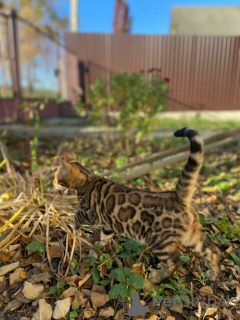 Foto №4. Ich werde verkaufen bengal katzenrasse in der Stadt Вентура. quotient 	ankündigung, vom kindergarten, züchter - preis - verhandelt