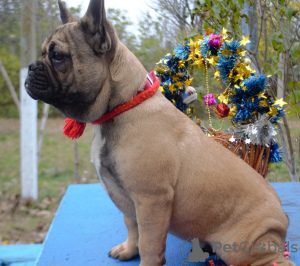 Foto №2 zu Ankündigung № 7590 zu verkaufen französische bulldogge - einkaufen Ukraine vom kindergarten, züchter