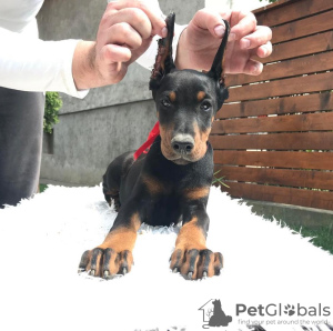 Foto №2 zu Ankündigung № 87971 zu verkaufen dobermann - einkaufen Serbien züchter