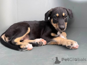 Foto №1. xoloitzcuintle - zum Verkauf in der Stadt Brüssel | 1500€ | Ankündigung № 147054