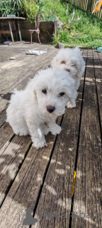 Foto №3. Verspielte Bichon-Frise-Welpen. Slowenien