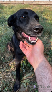 Foto №3. Der Hund ist in guten Händen. Russische Föderation