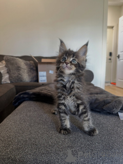 Foto №2 zu Ankündigung № 177804 zu verkaufen maine-coon-katze - einkaufen Deutschland züchter