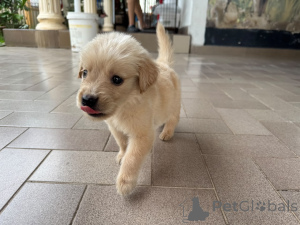 Foto №2 zu Ankündigung № 175701 zu verkaufen golden retriever - einkaufen Deutschland quotient 	ankündigung