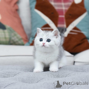 Foto №3. 4 Kätzchen gehören zu den bezauberndsten und optisch beeindruckendsten Katzen in. Zypern