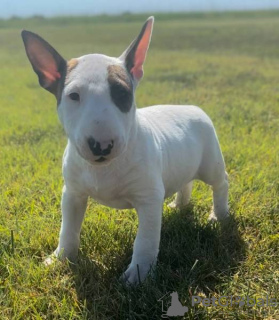 Foto №1. bullterrier - zum Verkauf in der Stadt Lisbon | verhandelt | Ankündigung № 126873