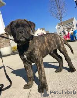 Foto №2 zu Ankündigung № 136795 zu verkaufen bullmastiff - einkaufen Deutschland 