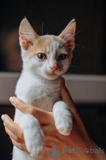 Foto №2 zu Ankündigung № 148224 zu verkaufen  - einkaufen Russische Föderation quotient 	ankündigung