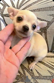 Foto №4. Ich werde verkaufen chihuahua in der Stadt Zenjanin. züchter - preis - verhandelt