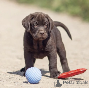 Foto №1. labrador retriever - zum Verkauf in der Stadt Jaroslawl | verhandelt | Ankündigung № 150724