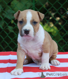 Foto №3. Höchster Qualität armenischer Gampr. Armenien