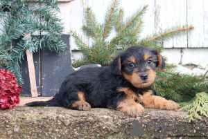 Foto №4. Ich werde verkaufen yorkshire terrier in der Stadt Gelsenkirchen.  - preis - 530€