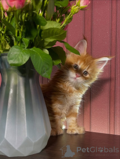 Foto №3. Ein Herz voller Sonnenschein und Schnurrhaare voller Unfug strahlt Nala jeden. Schweden