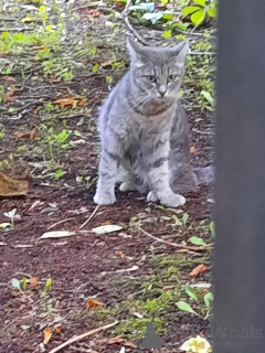 Foto №3. Der Katzendunst (2 Jahre) braucht ein Haus. Russische Föderation