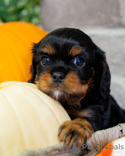Foto №4. Ich werde verkaufen cavalier king charles spaniel in der Stadt Lintgen. quotient 	ankündigung - preis - verhandelt