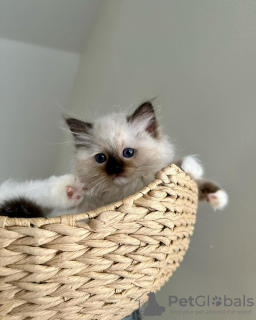 Foto №2 zu Ankündigung № 109687 zu verkaufen ragdoll-katze - einkaufen Deutschland züchter