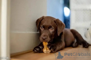 Zusätzliche Fotos: Reinrassige Labrador Retriever-Welpen zu verkaufen