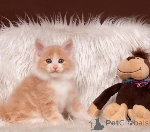 Foto №1. american bobtail - zum Verkauf in der Stadt Vilnius | verhandelt | Ankündigung № 178786