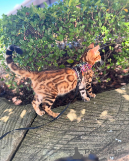 Foto №2 zu Ankündigung № 152777 zu verkaufen bengal katzenrasse - einkaufen Frankreich quotient 	ankündigung