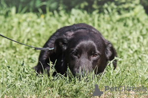 Zusätzliche Fotos: Stammbaum eines Chihuahua-Jungen