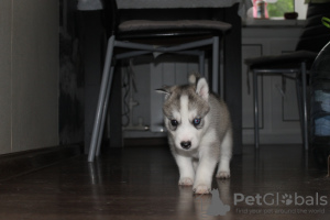 Foto №4. Ich werde verkaufen siberian husky in der Stadt Москва. vom kindergarten, züchter - preis - 224€