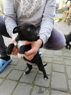 Foto №4. Ich werde verkaufen patterdale terrier in der Stadt Сулеювек. quotient 	ankündigung - preis - Frei