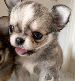 Foto №3. Adorable Chihuahua puppy for adoption. USA