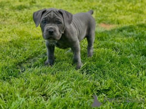 Foto №4. Ich werde verkaufen cane corso italiano in der Stadt Vilnius. quotient 	ankündigung, züchter - preis - 1400€