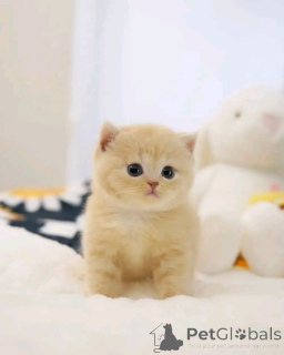 Foto №3. Scottish Fold Kätchen zur Adoption Verflügbar. Deutschland