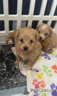 Foto №1. maltipu - zum Verkauf in der Stadt Grafenwöhr | Frei | Ankündigung № 153763