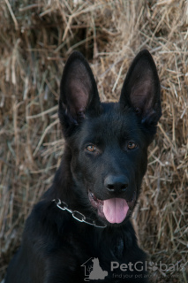 Foto №1. deutscher schäferhund - zum Verkauf in der Stadt Zaporizhia | 312€ | Ankündigung № 7256