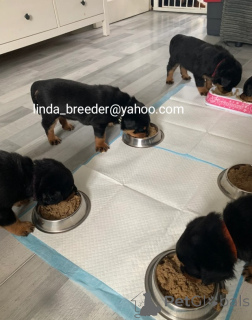 Foto №1. rottweiler - zum Verkauf in der Stadt Berlin | 630€ | Ankündigung № 170264