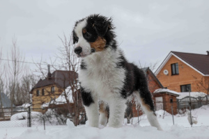 Foto №4. Ich werde verkaufen australian shepherd in der Stadt Kazan. vom kindergarten - preis - 428€