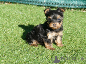 Foto №2 zu Ankündigung № 164627 zu verkaufen yorkshire terrier - einkaufen Belgien quotient 	ankündigung, züchter