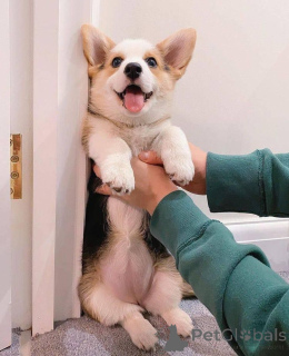 Foto №2 zu Ankündigung № 136180 zu verkaufen welsh corgi - einkaufen USA züchter